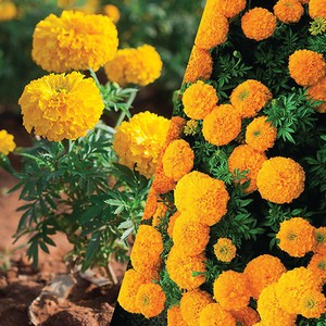 Marigold