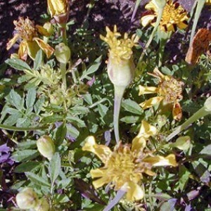 Aster Yellow Disease