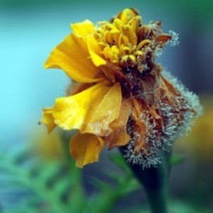 Botrytis Blight