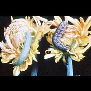 Bud Borer