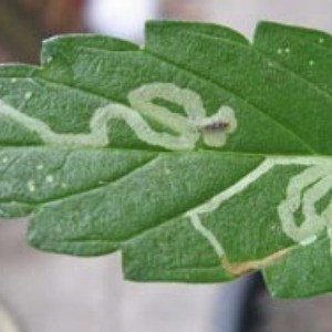 Leaf Miner