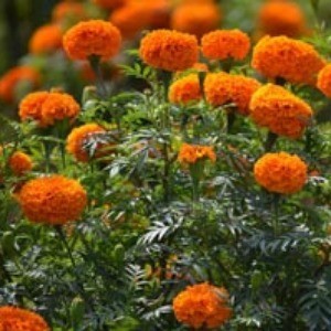 Powdery Mildew