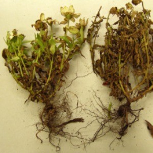 Root Rot