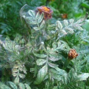 Red Spider Mite