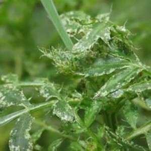 Thrips