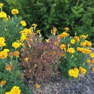 Fusarium Wilt